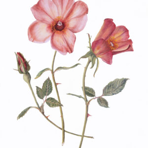Botanical Prints